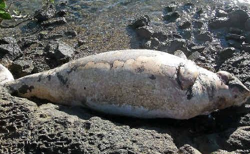This dead dugong was found on Witt Island by Clive Last, who is increasing worried by marine animal deaths in Gladstone Harbour. This dead dugong was found on Witt Island by Clive Last, who is increasing worried by marine animal deaths in Gladstone Harbour.